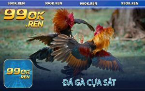 Đá gà cựa sắt